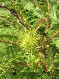 How to identify flowers by their leaves. Simple Key For Plant Identification Go Botany
