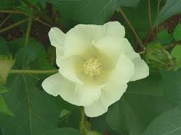 Image result for Gossypium triphyllum