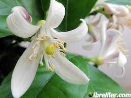 Özellikle soğuğa dayanıklı olan türleri ve sürekli meyve vermesi limon fidanı büyütmenin başlıca sebeplerinden sayılabilmektedir. Limon Agaci Cicegi Limon Agaci