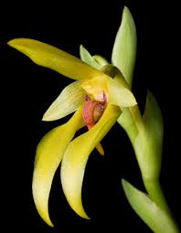 Image result for Bulbophyllum comatum