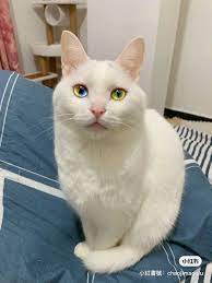 超罕見的眼底星空！「異色瞳白貓」眼睛有4種顏色，閃閃發光如同稀有寶石！ | 寵物圈圈、可愛寵物、白貓、小紅書、網紅貓| 寵物圈圈|