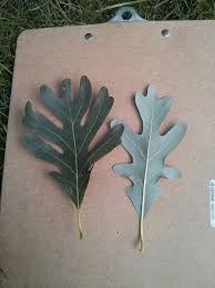 Image result for white oak leaf
