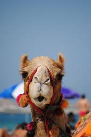 Camels have always been an integral part of bedouin culture and lifestyle. Dubai Camel Racing Live Camel Racing Dubai