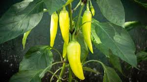 How tall does a bell pepper plant need to be? 16 Best Pepper Varieties To Grow In Your Garden