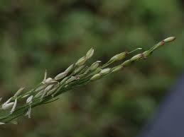 Image result for Urochloa umbellata