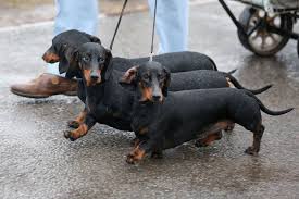23 Fantastic Dog Photos From Crufts The U K S Kennel Club Dog Show Dog Photos Dog Show Dachshund Dog
