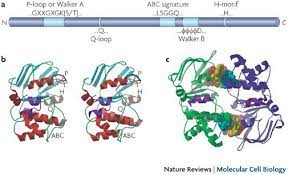 Learn how to use exposure therapy to overcome a variety of fears that can be related to social anxiety disorder. Abc Transporters The Power To Change Nature Reviews Molecular Cell Biology