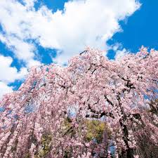 We did not find results for: Weeping Cherry Trees Plant And Care Guide Family Handyman
