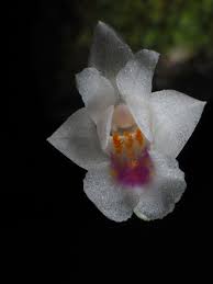 Image result for Stolzia kalkhof-roseae