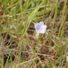 Image result for Linaceae