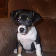 These dogs have inherited some of the best characteristics from both parents. Chihuahua Jack Russell Terrier Cross This Looks Almost Identical To My Dog Josie Chihuahua Mix Puppies Jack Russell Chihuahua Mix