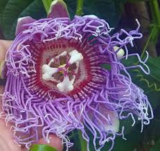 Image result for Passiflora quadrangularis