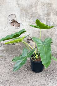 Image result for Vincetoxicum stenolobum