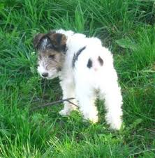 Jack Russell Mix Breeds Popular Jack Russell Terrier Mixes