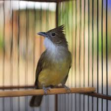 We did not find results for: Foto Burung Kapas Tembak Radea
