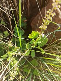 Image result for Coleus hadiensis