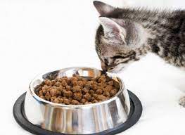 Forget Sweet Treats Cats Have A Bitter Tooth Food Animals Dog Food Recipes Plant Eater