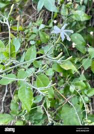 Image result for Jasminum fluminense
