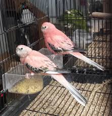 Birds For Sale In Ohio Hand Raised Beautiful Pink Rosey Bourkes And Lineolated Parakeets Parakeet Beautiful Pink Bourke