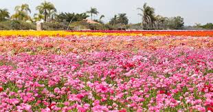 We proudly announce that we deliver in all fifty states of america and canada through our network of florists. Best Spring Flower Fields To Visit In The U S Bouqs Blog