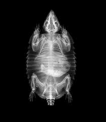 London Zoo Shares Beautiful Images Of Its Animals In X Ray Iflscience London Zoo Animals London Zoo Zoo Animals