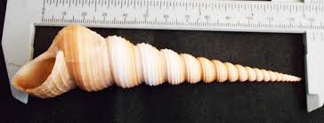 Image result for Triceratella