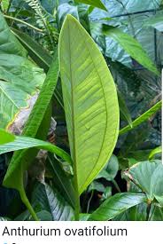 Pin By Hasanthi Karunarathna Gallage On Anthurium Anthurium Plant Leaves Tropical Plants