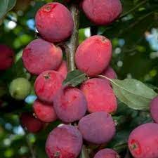 Crapapple trees are also noted for their brilliant fall leaf color, ranging from red and orange to purple and yellow. Dolgo Crabapple Tree For Sale Naturehills Com