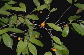 Image result for Dichapetalaceae