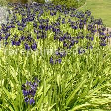 Image result for Chironia elgonensis