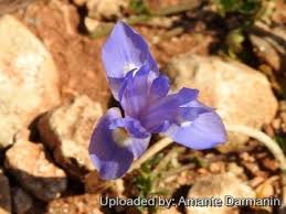 Image result for Moraea niassensis