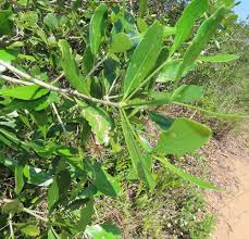 Image result for Coptosperma