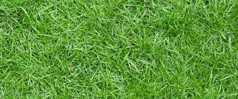 It's a dense turfgrass with light to medium green, coarse leaves. All You Need To Know About Zoysia Grass