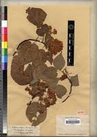 Image result for Dombeya torrida