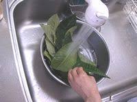 びわの葉茶を作る 2 葉を洗って干す みぃちゃんの頭の中はおもちゃ箱