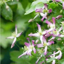 Check spelling or type a new query. Mandelwaldrebe Rubromarginata Manufactum