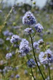 Image result for Gilgiochloa