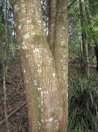 Image result for Acacia melanoxylon