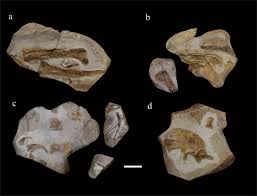 Be sure wings are thawed and dry them well with paper towels. A New Transitional Therizinosaurian Theropod From The Early Cretaceous Jehol Biota Of China Scientific Reports