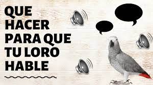 Como Ensenar Hablar A Un Loro Como Hacer Hablar A Un Loro Youtube