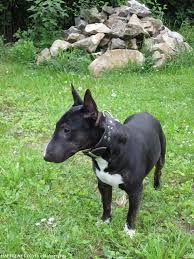 Image result for bulteriér