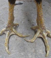 Katuranggan terbagi atas dua jenis, yaitu katuranggan baik dan katuranggan buruk. Bangkok Boss Kaki Ayam Unggulan