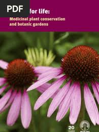 Image result for Swertia usambarensis