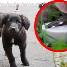 Finde mit der interaktiven giftköder radar karte, giftköder in deiner stadt ✅ immer über aktuelle und vergangene giftköder in deiner nähe informiert sein ✅. Achtung Giftkoder In Hamburg Tierhasser Wollen Hunde Toten Tiere