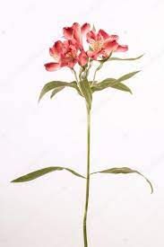 Afbeeldingsresultaat Voor Alstroemeria Flower Tattoo