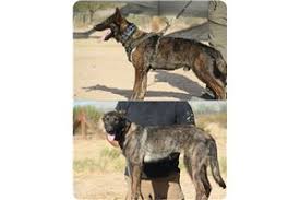 Search from thousands of classified ads, local personal classifieds near you or post a free ad online. Dutch Shepherd Puppies For Sale From Phoenix Arizona Breeders