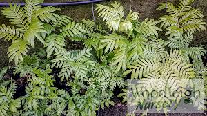 Image result for Ptisana