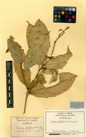 Image result for Rinorea ilicifolia