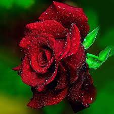 1 x 200pcs egrow rainbow rose seeds. Egrow Egrow 100 Pcs Rare Rose Seeds Mixed Color Home Garden Potted Flower Seed Decoration Bonsai Beautiful Red Roses Rose Seeds Red Roses