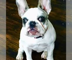 Why buy a french bulldog puppy for sale if you can adopt and save a life? View Ad French Bulldog Puppy For Sale Near Florida Baker Usa Adn 134687